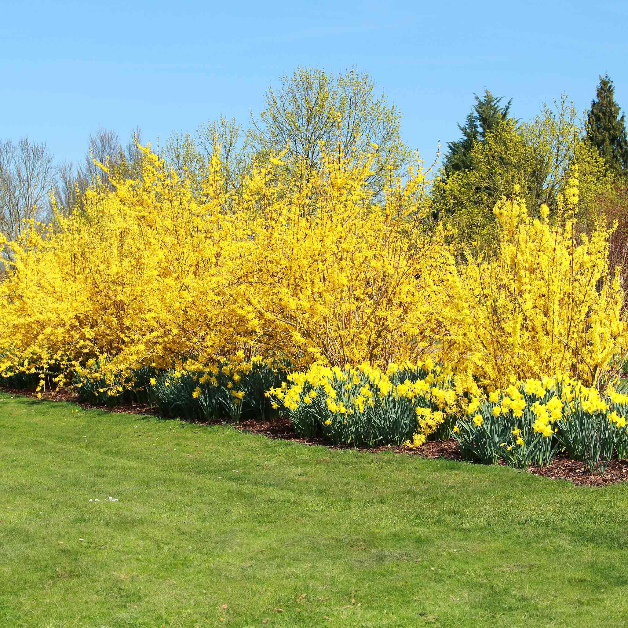 Perennial Shrubs